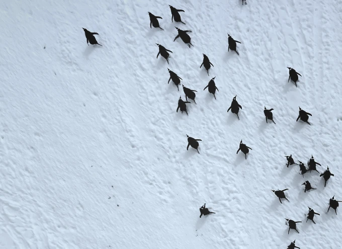 Aerial view of a large group of penguins, walking across an icy landscape.