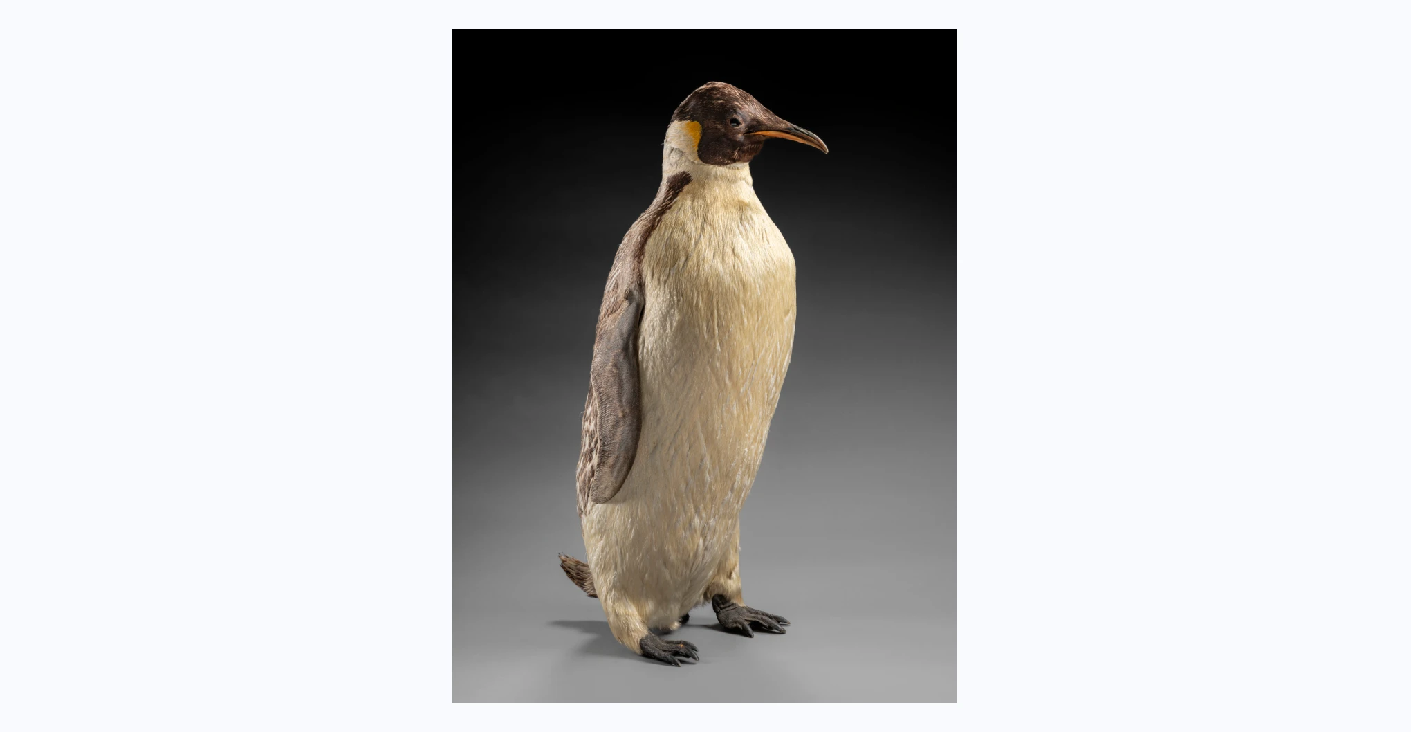  A taxidermied emperor penguin (Aptenodytes forsteri) in a standing position. Its head is turned to its left. Its beak is closed and its flippers are by its sides. It is evenly coloured on the chest and front body, and the feather colour is faded overall. The back of the specimen is slightly open, showing the internal webbing.