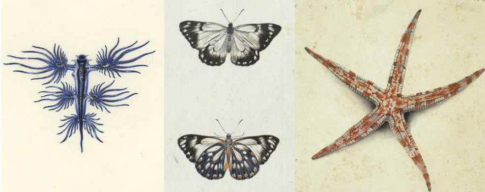 Image compile showing illustrations of a blue sea slug, two butterflies and a starfish.