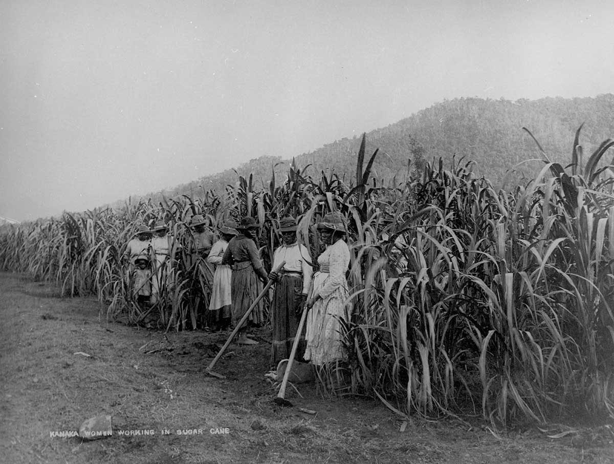 A group of seven women and what appears to be a child all wearing long dresses and holding cane-cutting tools standing in front of tall sugar cane.