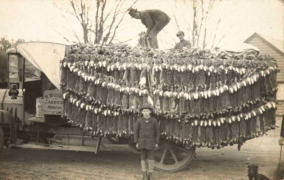 Black and white photo of a boy standing in front of a truckload of dead rabbits. A man standing on top is gathering a bunch of rabbits.