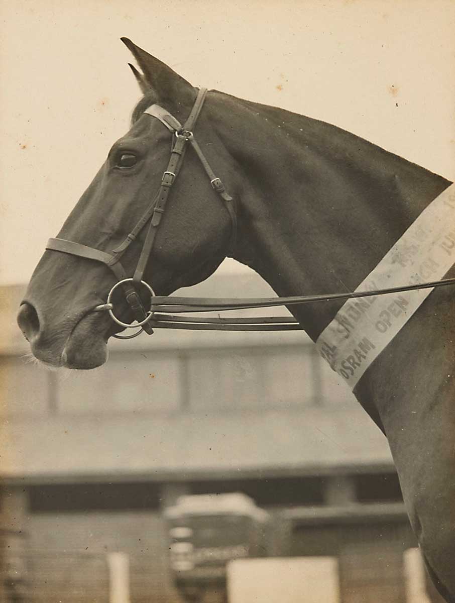 The photograph depicts the head and neck of the horse 'Dungog' wearing a prize ribbon around its neck. The text visible on this ribbon is as follows 'SYDNEY. N.S.W. 19- / OSRAM OPEN HIGH JUMP'. - click to view larger image