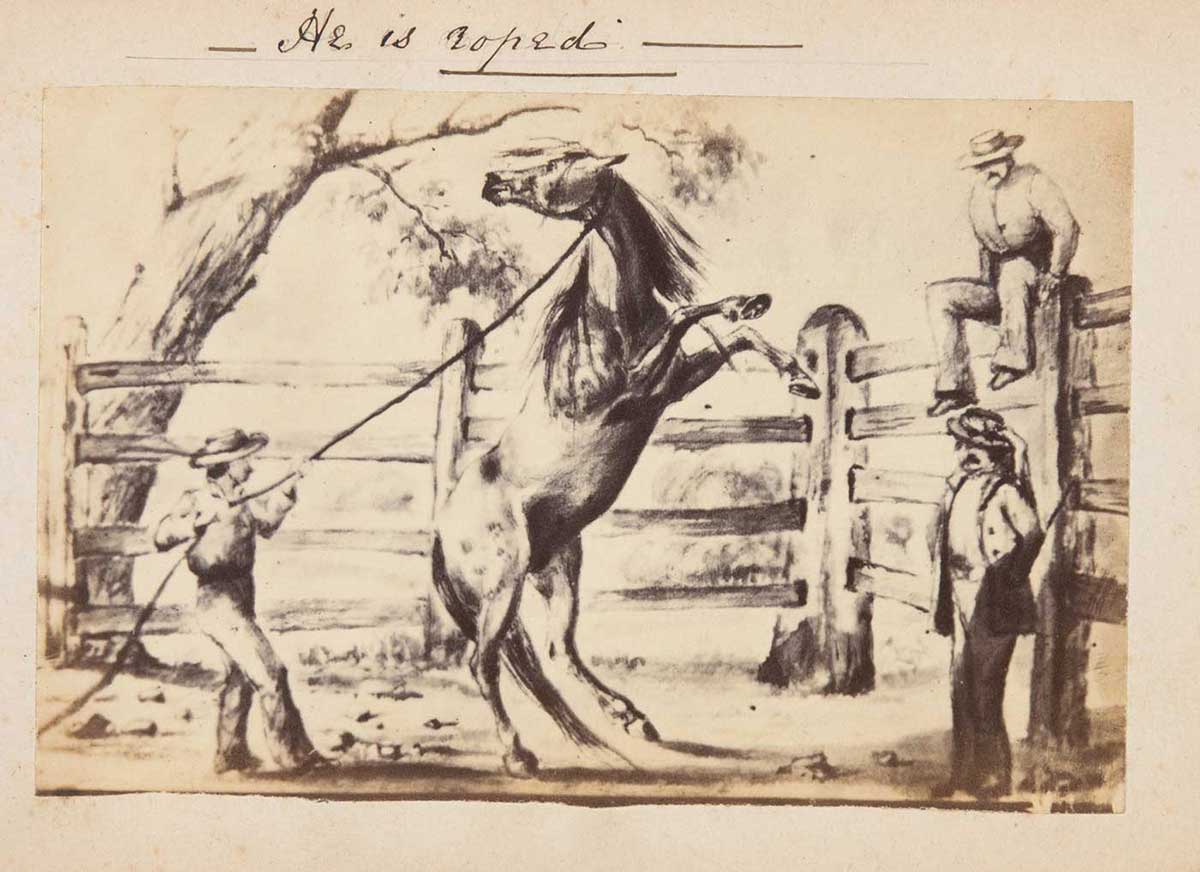Sketch of a man holding a rope attached to a rearing horse while two other men watch on. There is text at the top that reads 'He is roped'. - click to view larger image