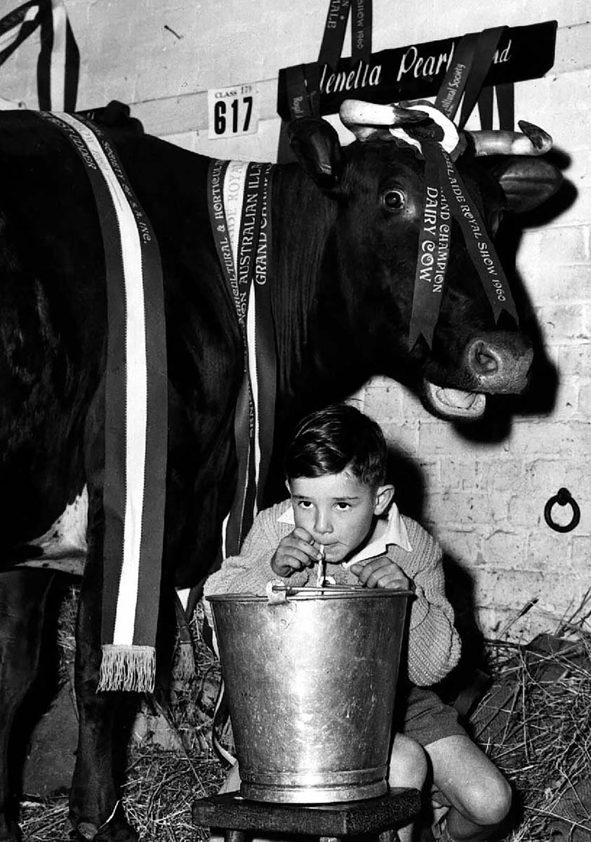 A boy drinking milk from a bucket, with a cow at rear. - click to view larger image
