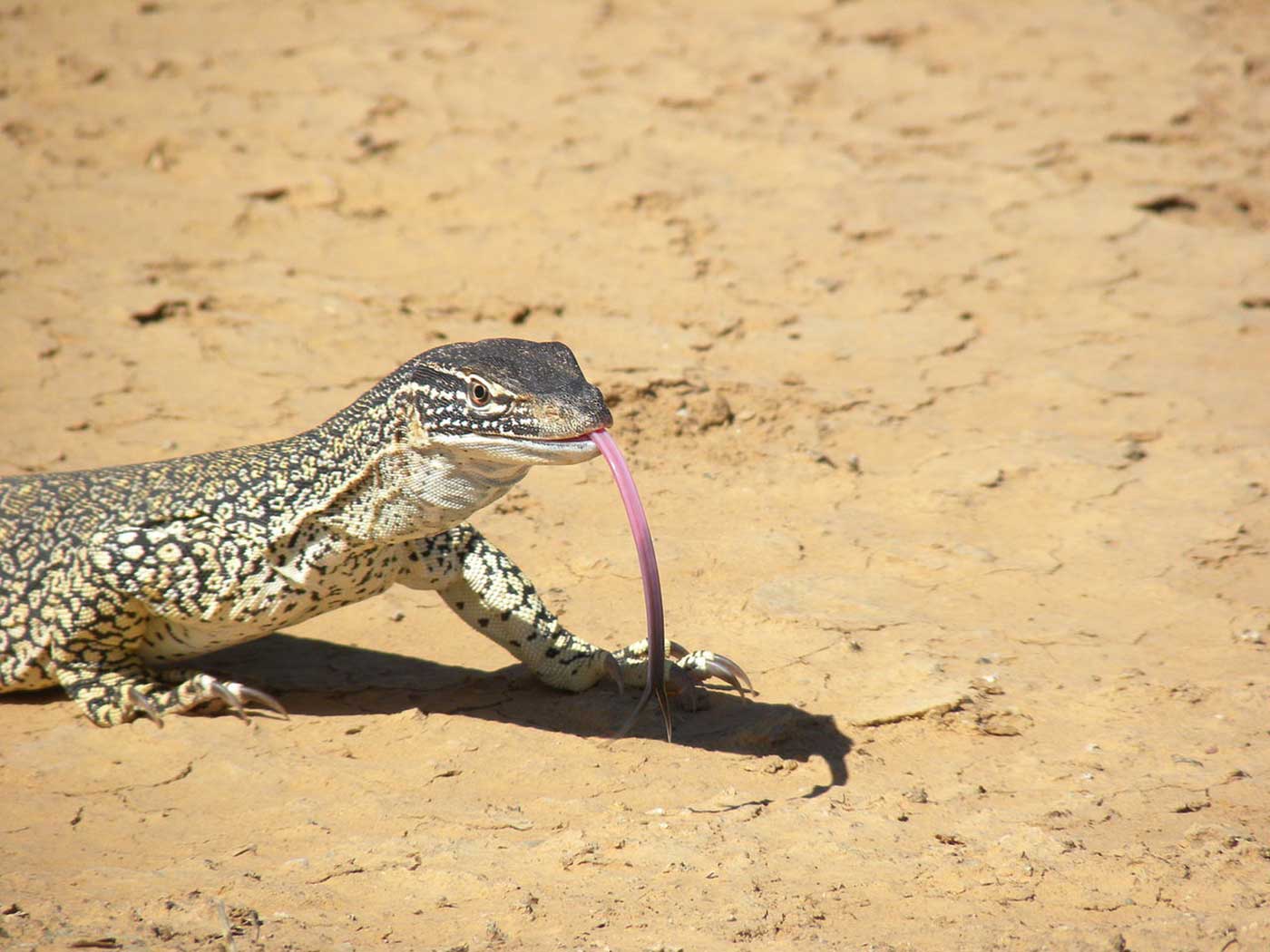 Colour photograph showing a lizard on dry ground. The front half of the lizard is visible. It has yellow and grey skin, darker on the head, and its forked tongue extends almost to the ground. - click to view larger image