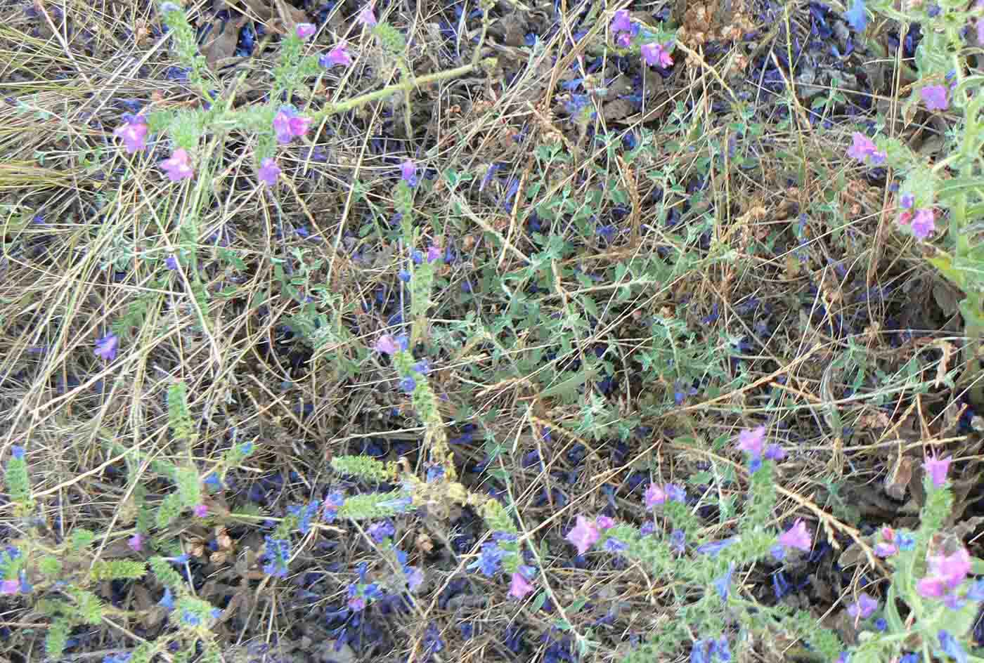 A patch of Paterson's curse - a creeping saltbush plant with grey foliage and small purple flowers.