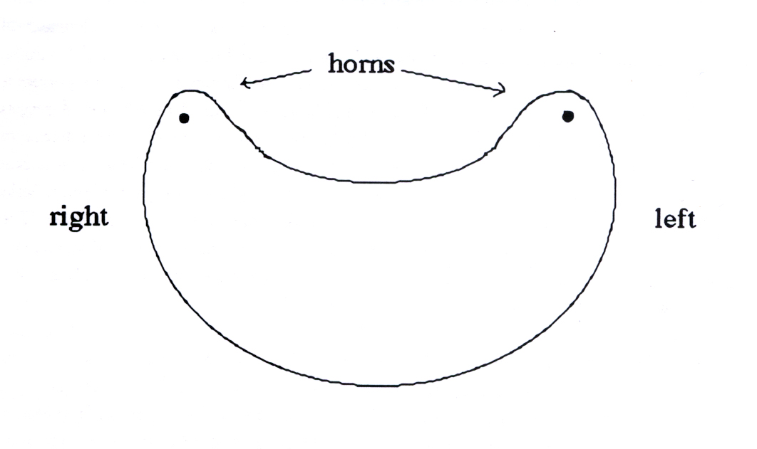 Diagram of a crescent shape with descriptive text pointing to 'horns' top right and left.. - click to view larger image