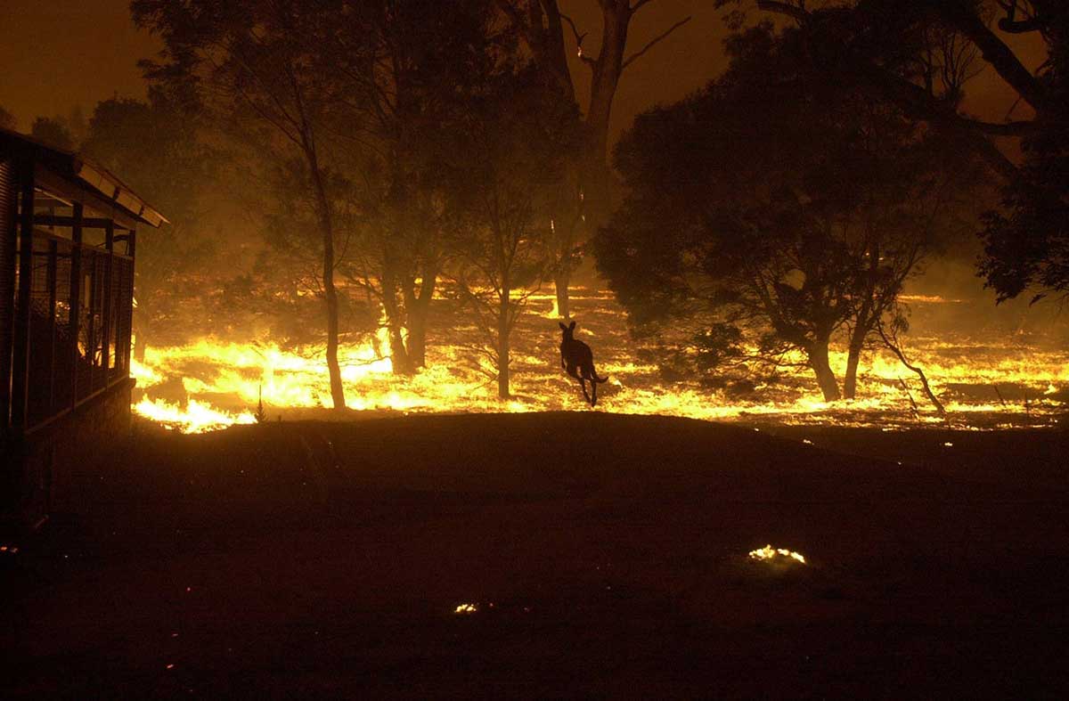 Colour photo of a kangaroo attempting to escape a bush fire that is raging out of control.
