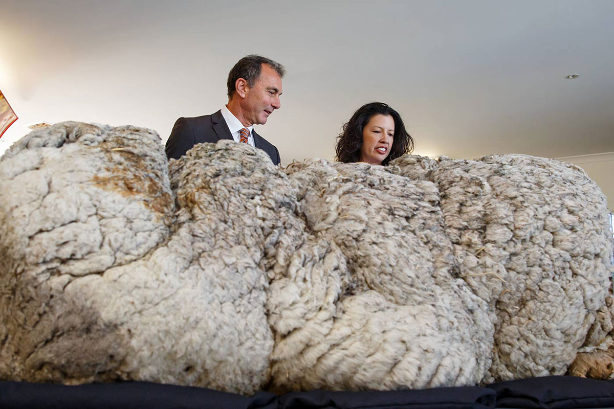 A man and a woman inspect a large wool fleece.