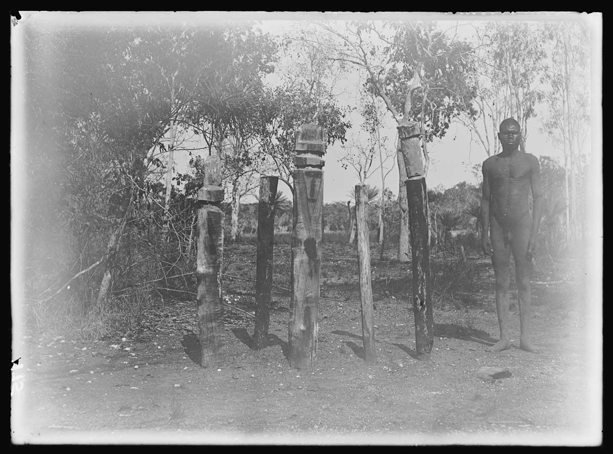 Aboriginal man standing to the right of a child's burial pole, Bathurst Island, Northern Territory 1911. There are four other burial poles to the left of the child's pole; the poles are roughly in line. All of the poles are about the height of the man. They are all carved in their upper sections and have been marked with customary Aboriginal ochres and patterns. - click to view larger image