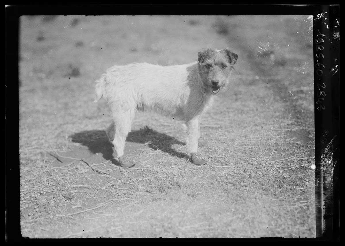 Spotty, a terrier dog, possibly at Ernabella, South Australia 1926. The dog is in the centre of the image, facing to the right, with its head turned toward the camera. Its body is one light colour (possibly white), while its head is a darker colour. On its paws are small handmade boots, just big enough to provide protection for its paw pads and top of each paw. The ground upon which Spotty stands is covered in spiny ground plants that appear to bear many prickles. Spotty's mouth is open, suggesting that the dog is panting. - click to view larger image