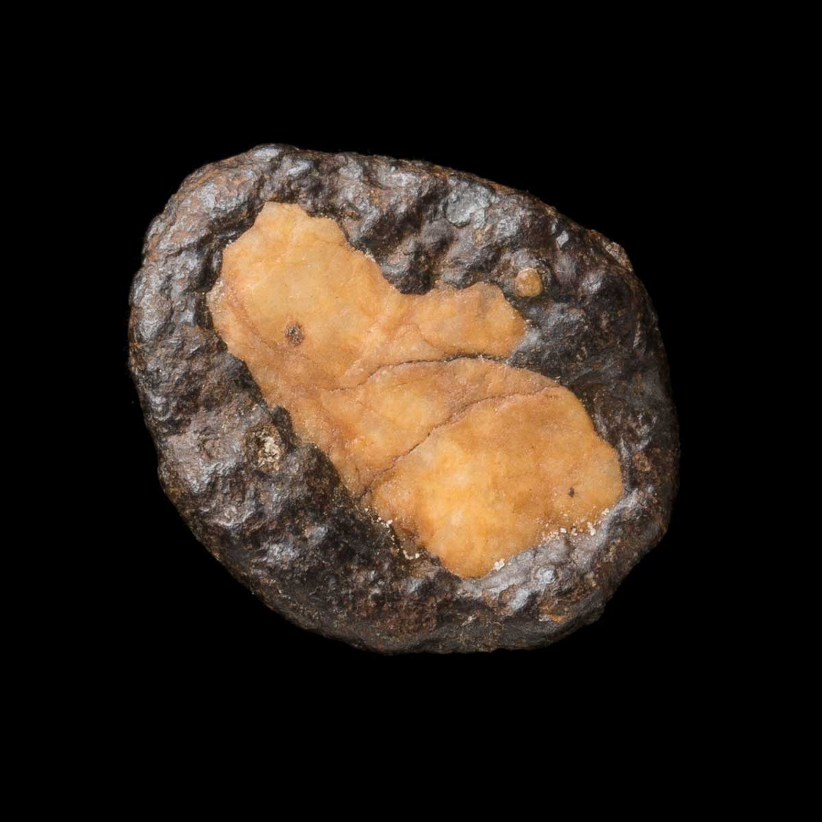 Front on view of a pebble from Lake Pedder. The roundish and flat pebble is a yellowish-brown colour towards the centre with dark brown rock around the outside - click to view larger image