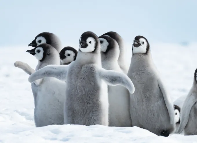 Penguin pals