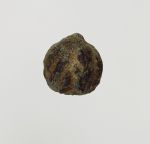 Walnut-shaped nut with a lustrous surface of a grey or brownish-black colour.