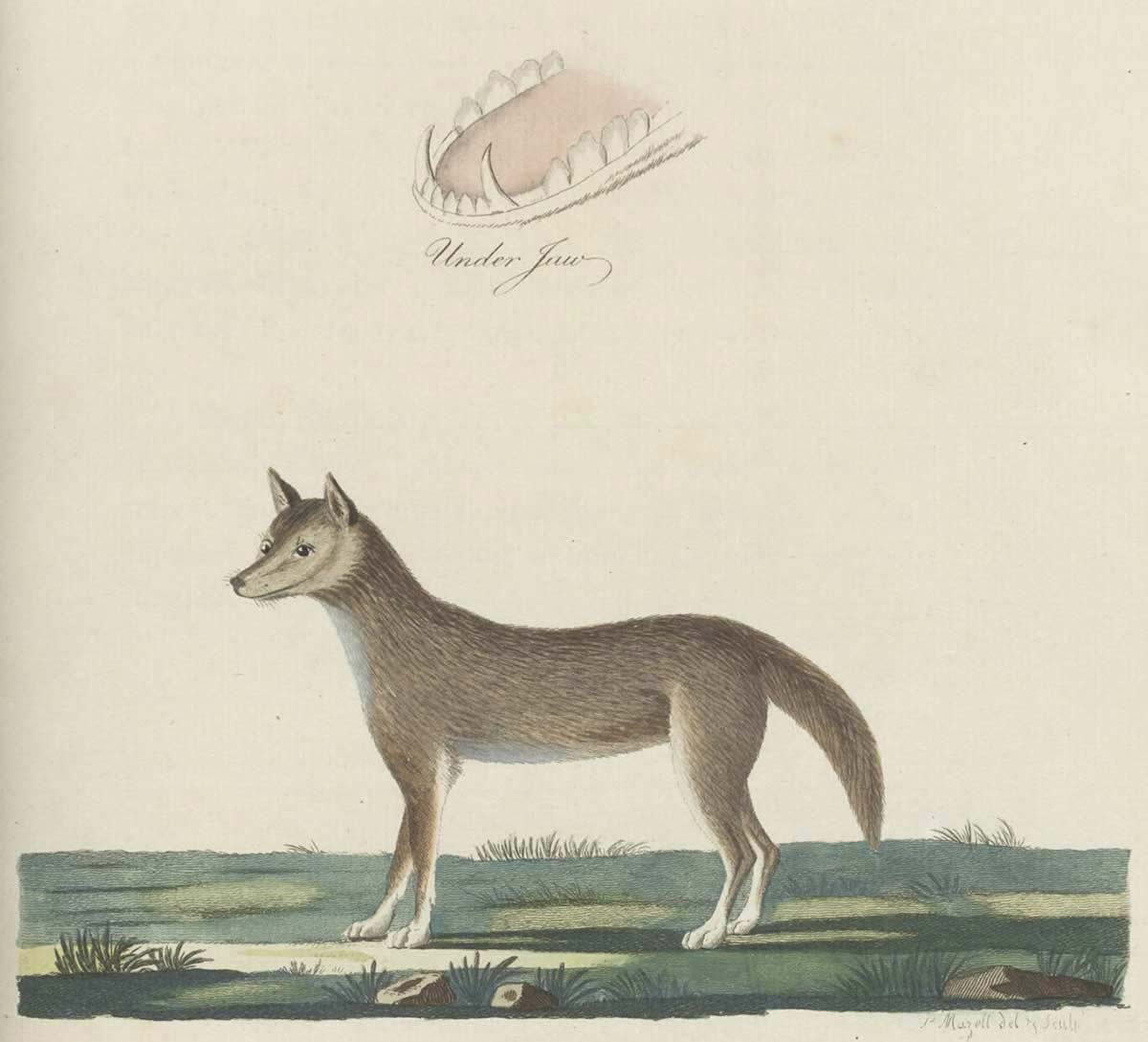 Coloured illustration of a dingo drawn in 1789 - click to view larger image