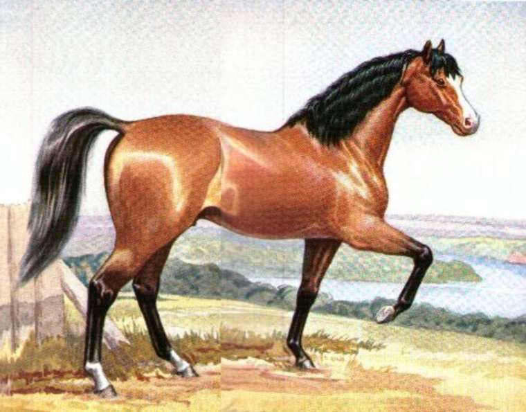 Side profile of a horse with its front right leg raised. - click to view larger image