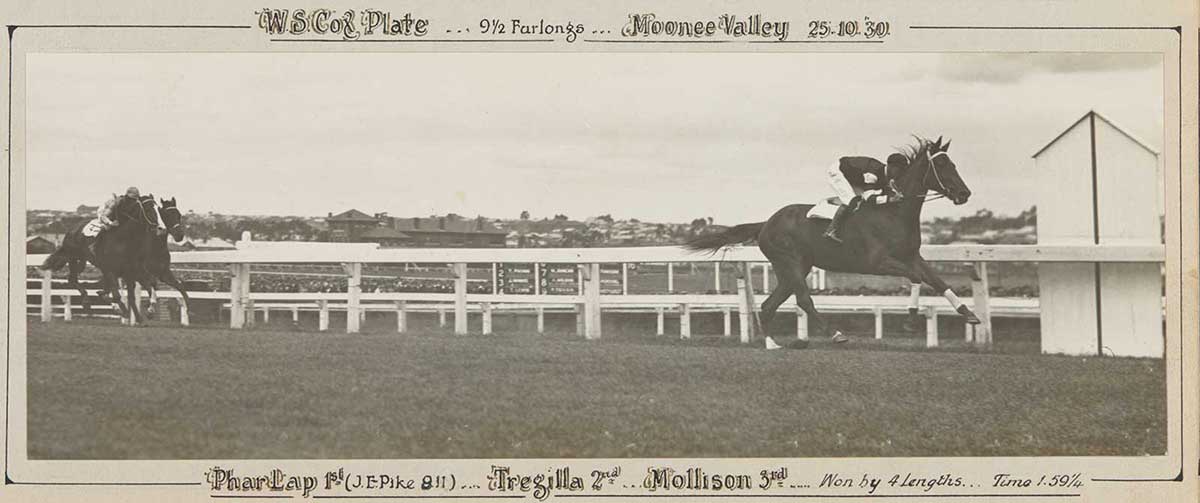 A black and white photo of Phar Lap winning the WS Cox Plate, 1930. - click to view larger image