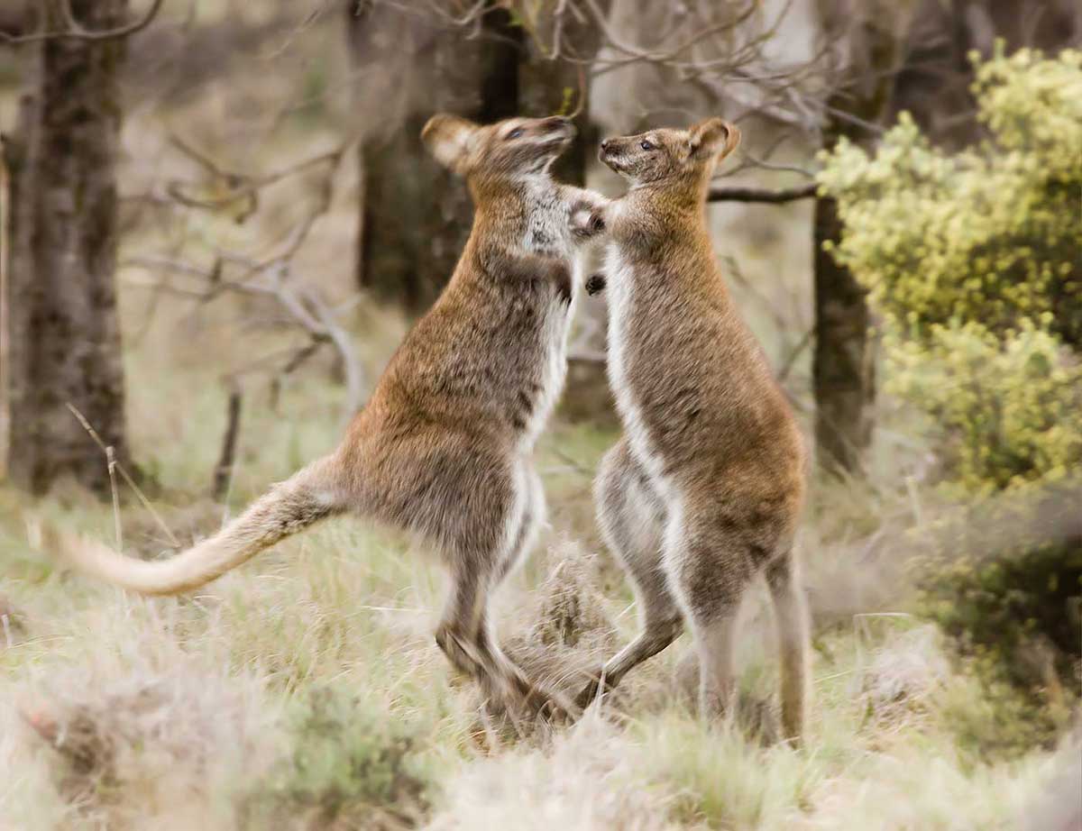 Two wallabies fighting. - click to view larger image