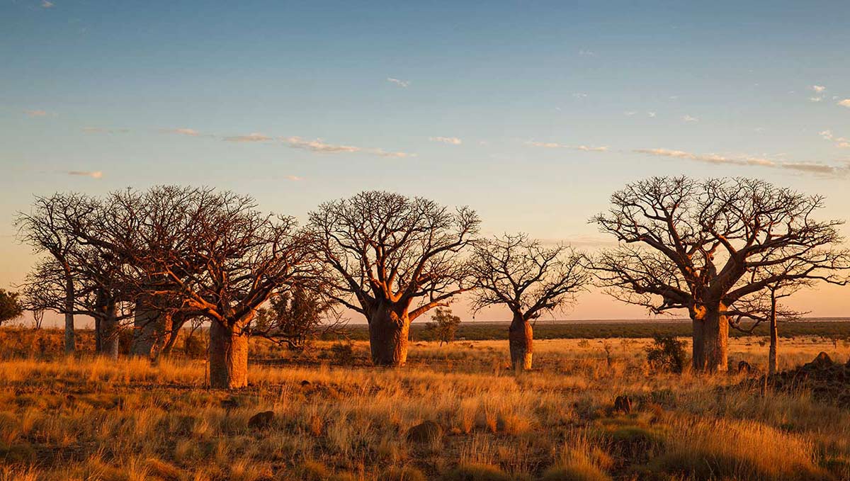 Colour photograph of six boab trees on a grassy plain. - click to view larger image