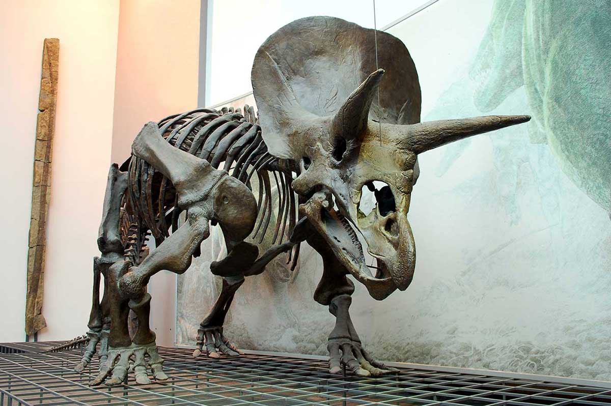 Reconstruction of a dinosaur skeleton on show in a gallery space. Two large horns and one smaller horn protrude from the dinosaur's head. - click to view larger image