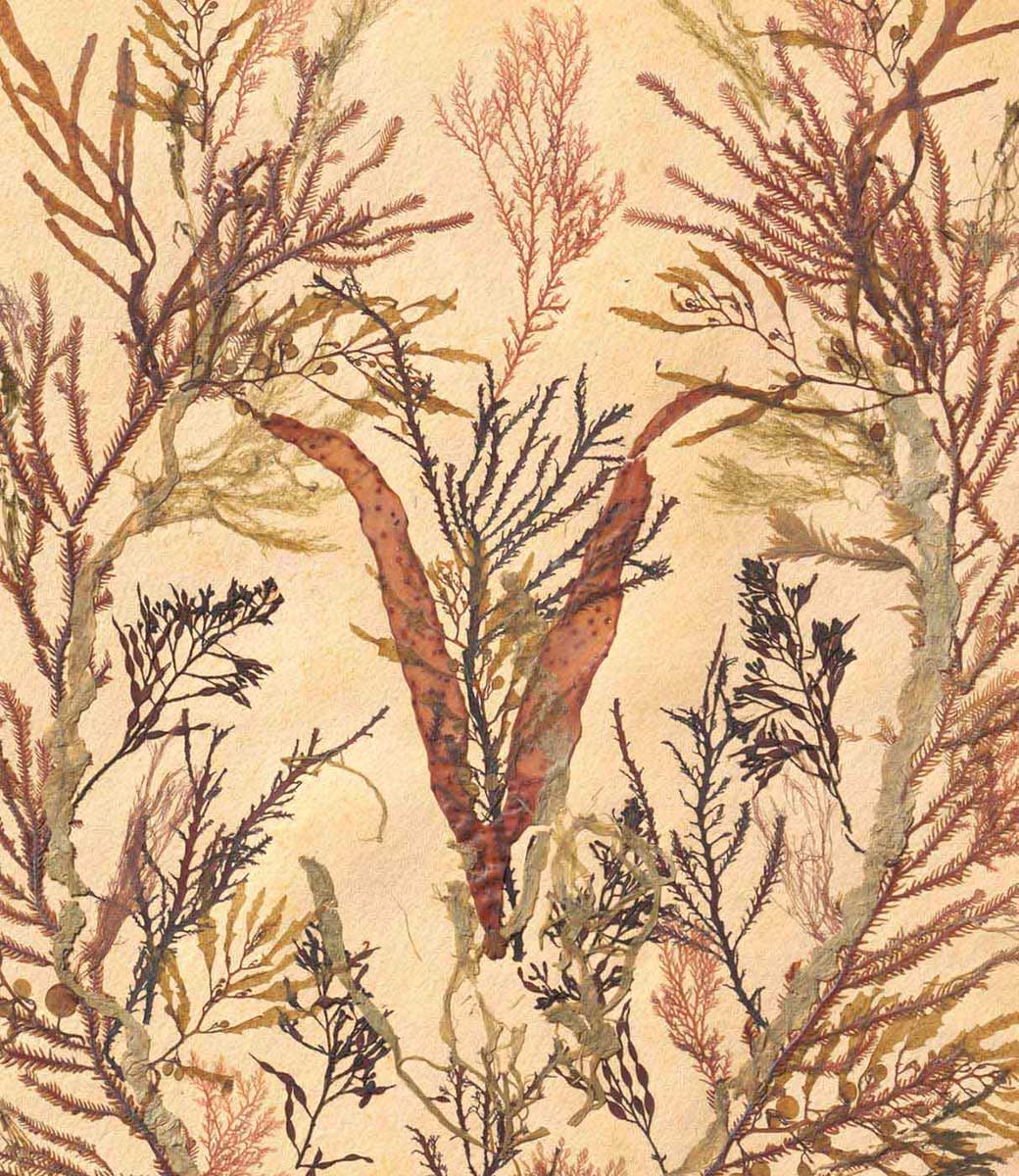 Detail of a page depicting seaweed specimens. - click to view larger image