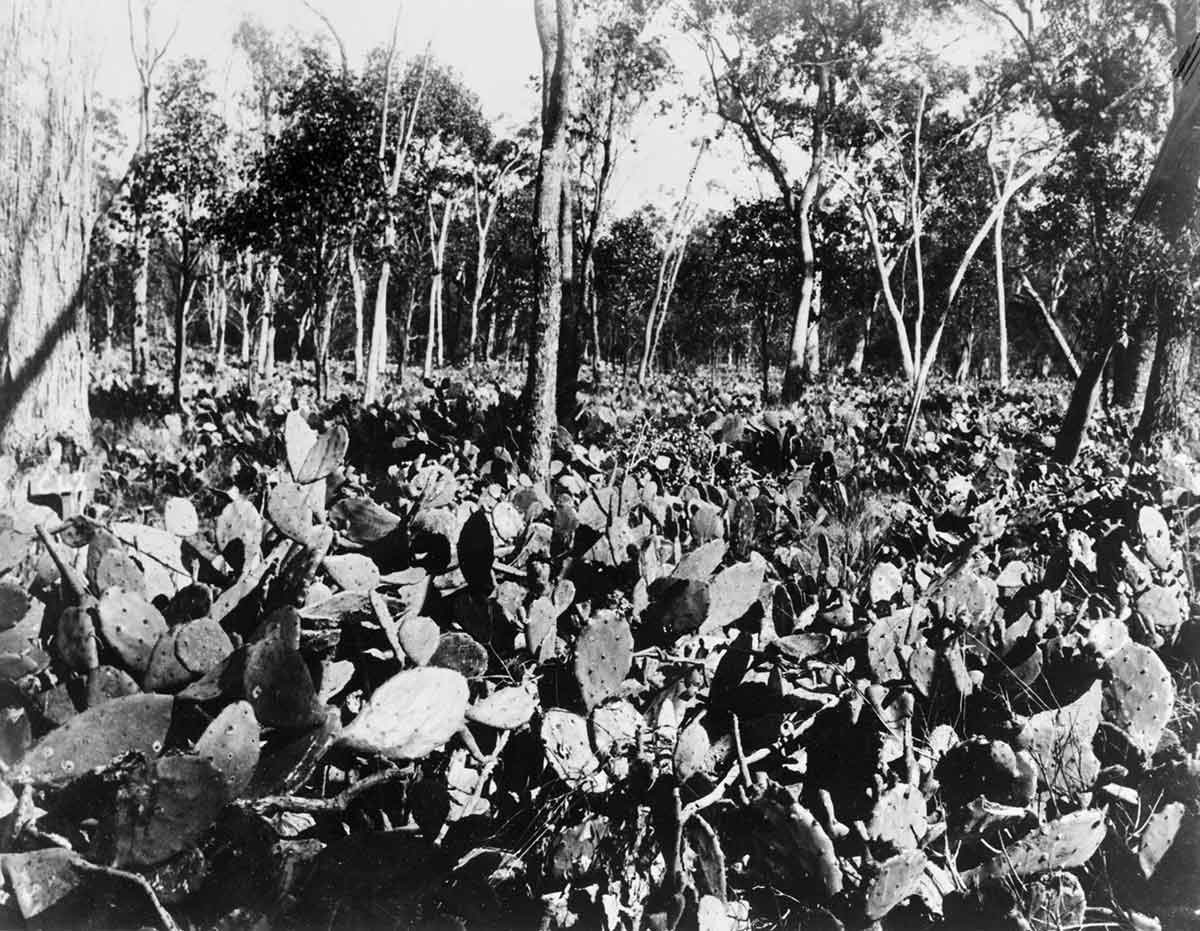field of prickly pear