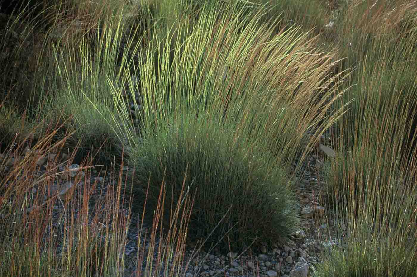 Spinifex. - click to view larger image