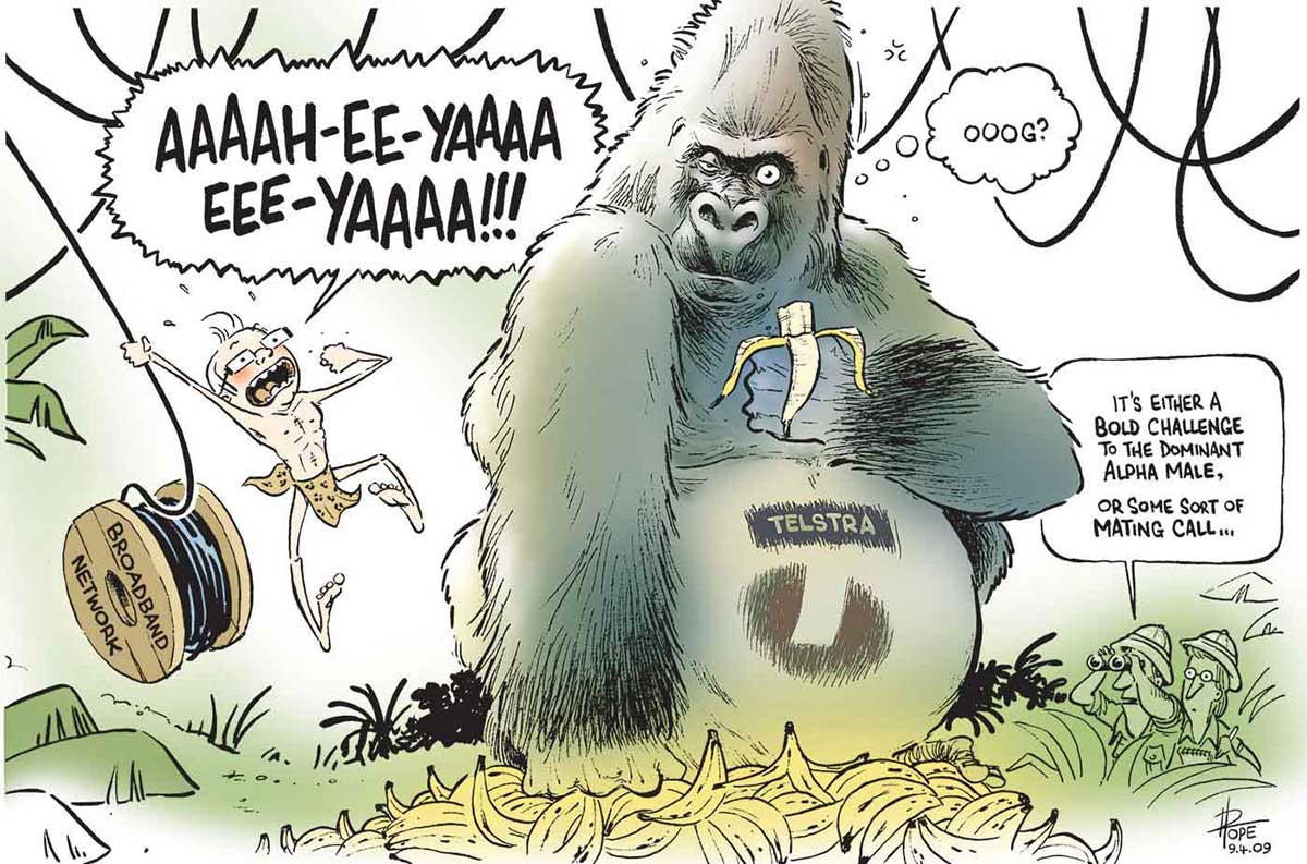 A colour cartoon depicting Kevin Rudd as Tarzan. He is swinging in from the left side of the image, holding onto some cable that is paying out from a wooden roll marked 'Broadband Network'. Mr Rudd is calling out 'Aaaah-ee-yaaaa eee-yaaaa!!!' as he swings. In the centre of the image sits a large gorilla with the Telstra logo on its belly. It is eating a banana and appears to be non-plussed by the swinging figure. A thought bubble appears to the right of the gorilla's head. In the bubble is written 'Ooog?". A large pile of bananas lies on the ground in front of the gorilla. To the right of the image, in some jungle undergrowth, are two men in explorer clothes. One observes the gorilla and Mr Rudd through binoculars and is saying 'It's either a bold challenge to the dominant alpha male, or some sort of mating call ...'. - click to view larger image