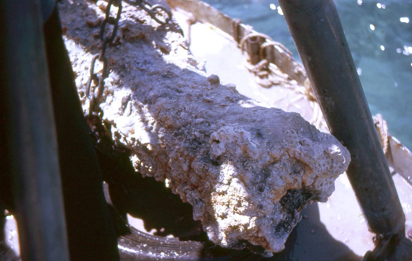 Colour photo showing end of a cannon barrel covered in coral and sediment. - click to view larger image
