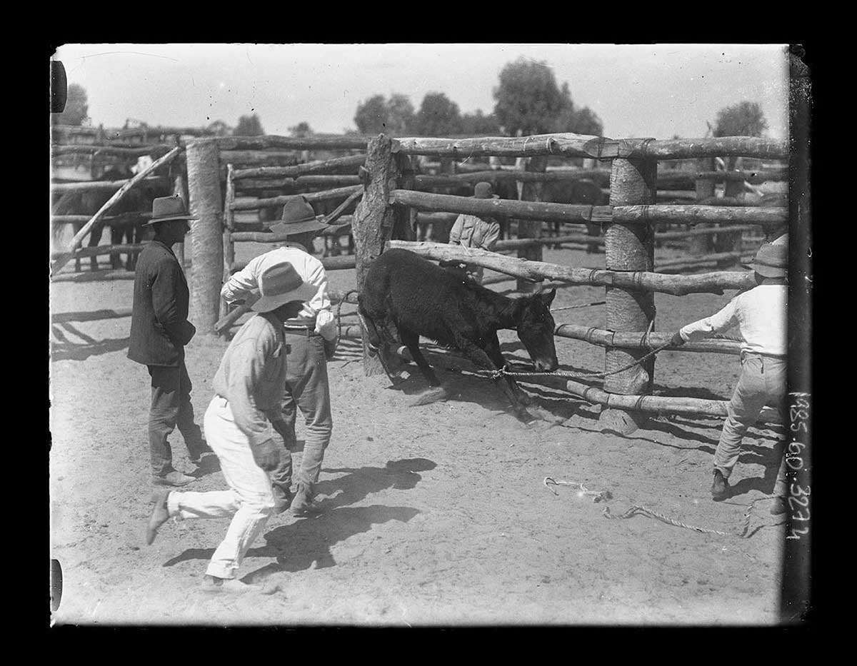 A dark coloured horse and four men in a stockyard, Innamincka station, South Australia 1919. The horse is against the stockyard fence; its right foreleg has a rope tied around it. The rope is held by a man to the right of the image. The other men are to the left, preparing to move in and restrain the horse. Horses in other enclosures can be seen in the background. The bare ground shows evidence of other station animals having been held in the enclosures. - click to view larger image
