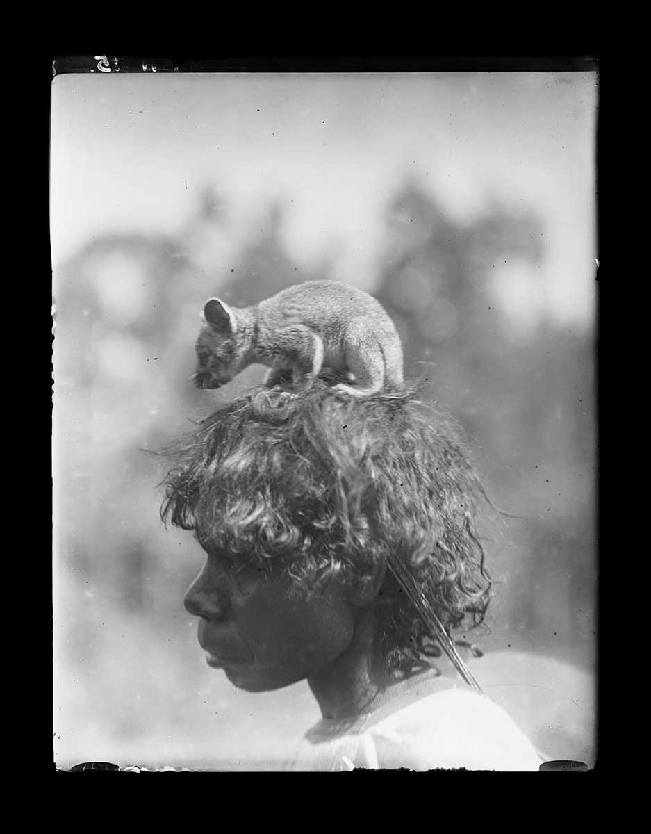 Ponga Ponga woman carrying her pet possum, Northern Territory 1922. The possum perches on the woman's head. The woman faces to the left of the image; the sun catches highlights in her wavy hair. She is visible down to her shoulders and appears to be wearing a pale European shirt or dress. The background is out of focus and very indistinct. - click to view larger image