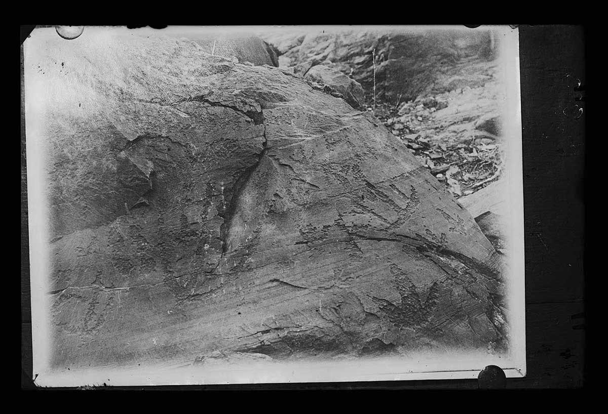 Rock engravings, Balparana, South Australia 1905. A set of Aboriginal rock engravings can be seen on a rock face that is relatively smooth. The engravings are grouped to the right side of the image. Some of them appear to be Aboriginal customary representations of animal tracks. The rock face has some weathering marks that run obliquely across it from upper right to lower left. Other parts of the rock face are cracked and show evidence of layers having fallen from the main formation. - click to view larger image