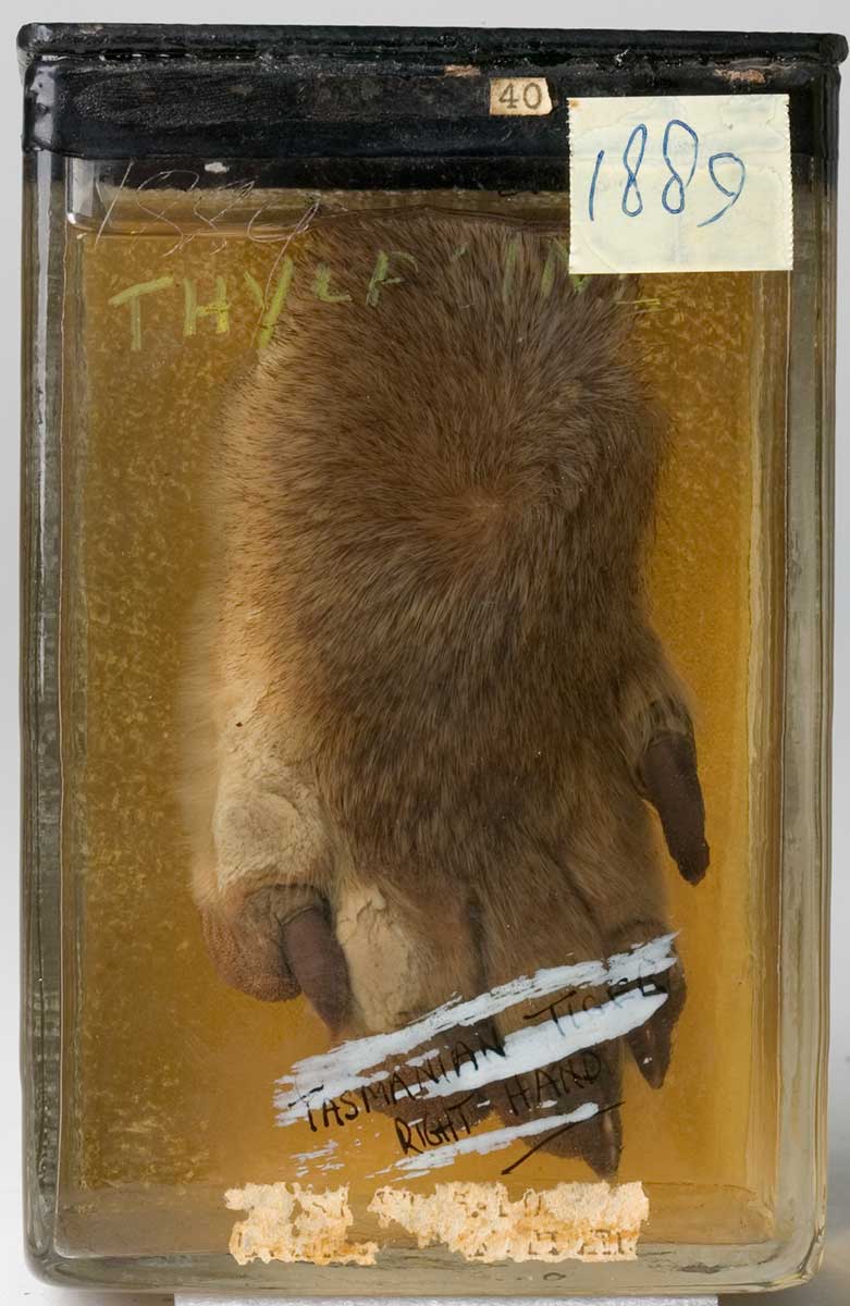 Front paw of a thylacine specimen stored in glass with fluid. - click to view larger image