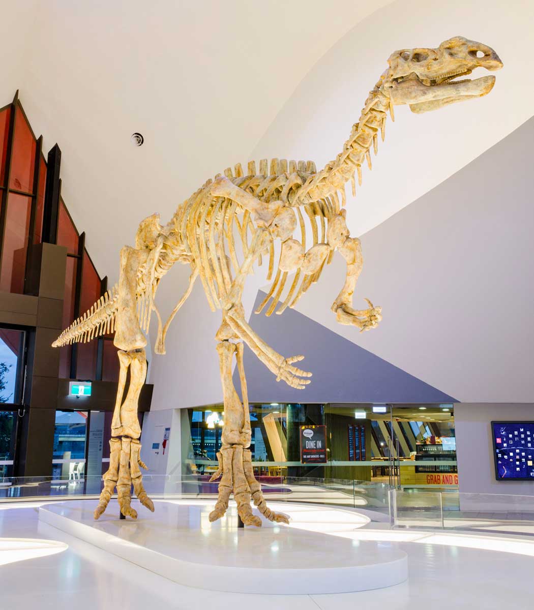 Model of a large dinosaur skeleton on display in the Atrium of the National Museum of Australia. - click to view larger image