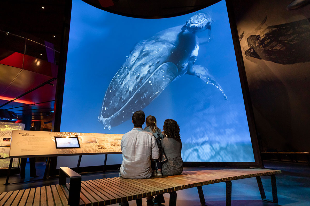 A man, woman and a child sit watching a projection of humpback whales on a large digital screen.