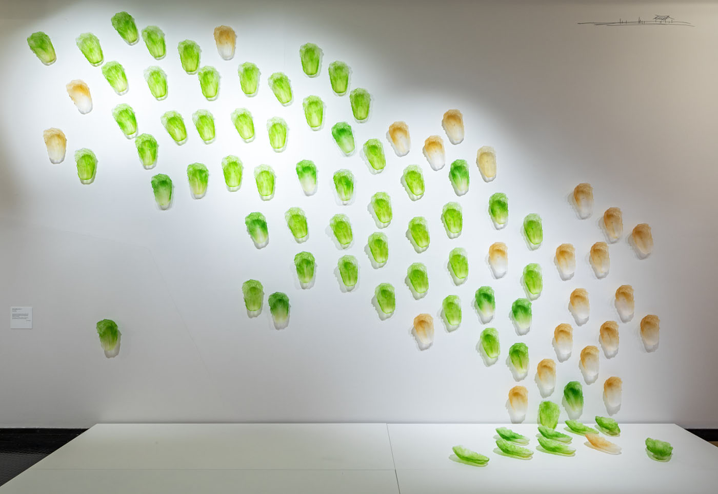 Glass formed Chinese cabbage leaves hung on a gallery wall. - click to view larger image