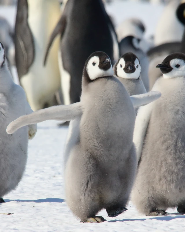 Antarctica: Life on the Ice – Primary 
