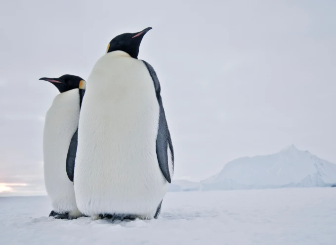 Antarctica: Governing the Ice – Senior Secondary