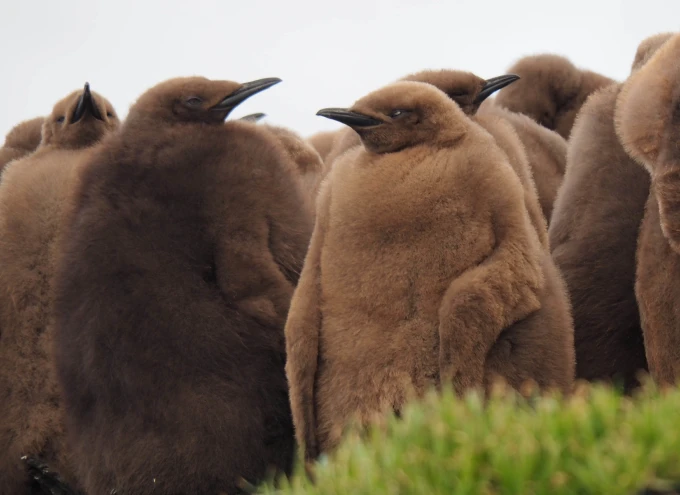A group of light brown, fluffy penguins with black beaks, standing in a huddle.