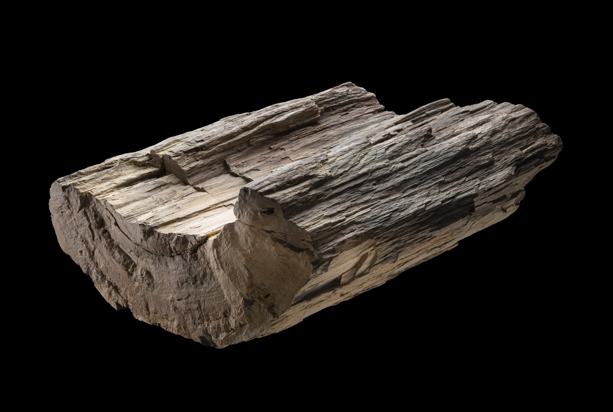Piece of fossilised 'Glossopteris' wood, dating from 251–298 million years ago, Prince Charles Mountains, Antarctica