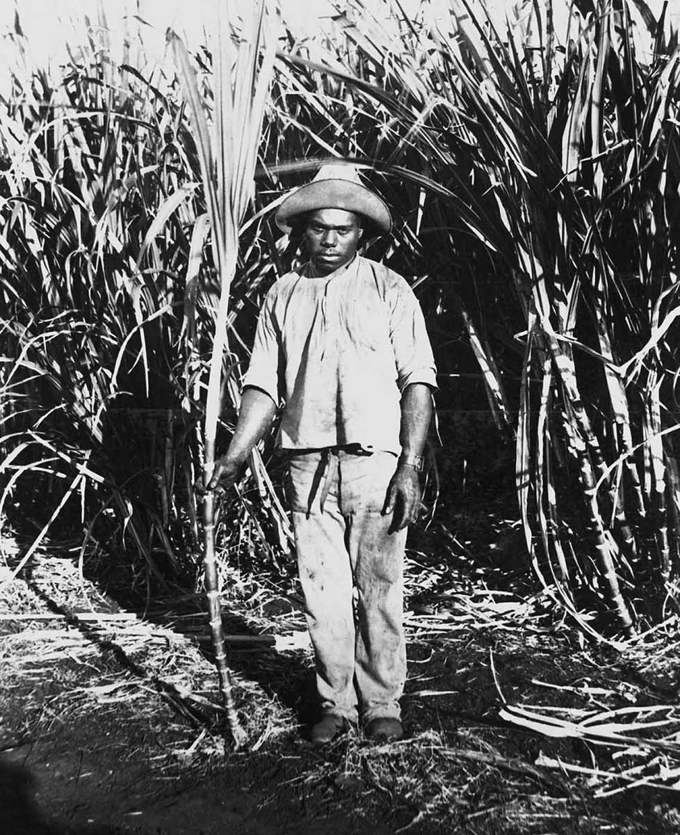 Young man or boy standing in front of tall stands of sugar cane. He is holding a piece of sugar cane. His face is expressionless