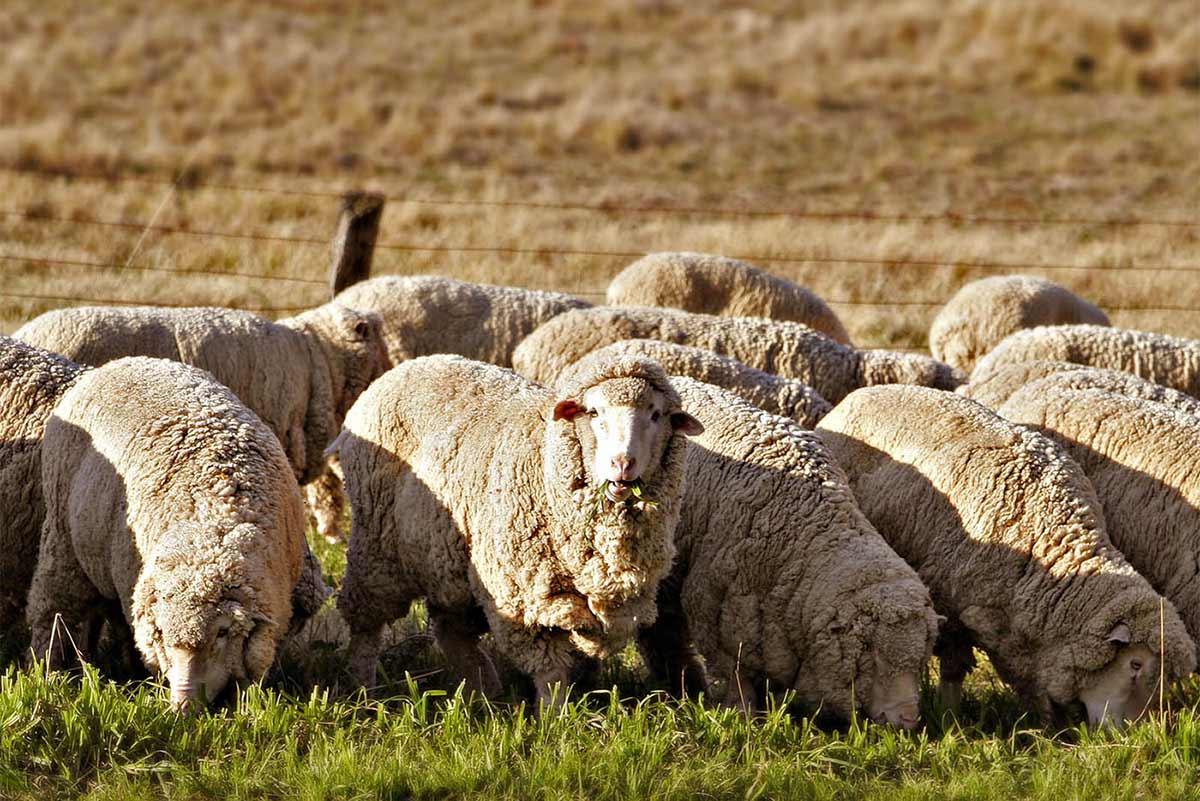 Flock of merino sheep on farmland.