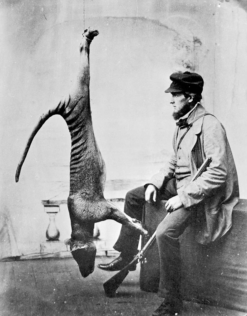 Man holding rifle poses with dead thylacine strung up from ceiling. - click to view larger image