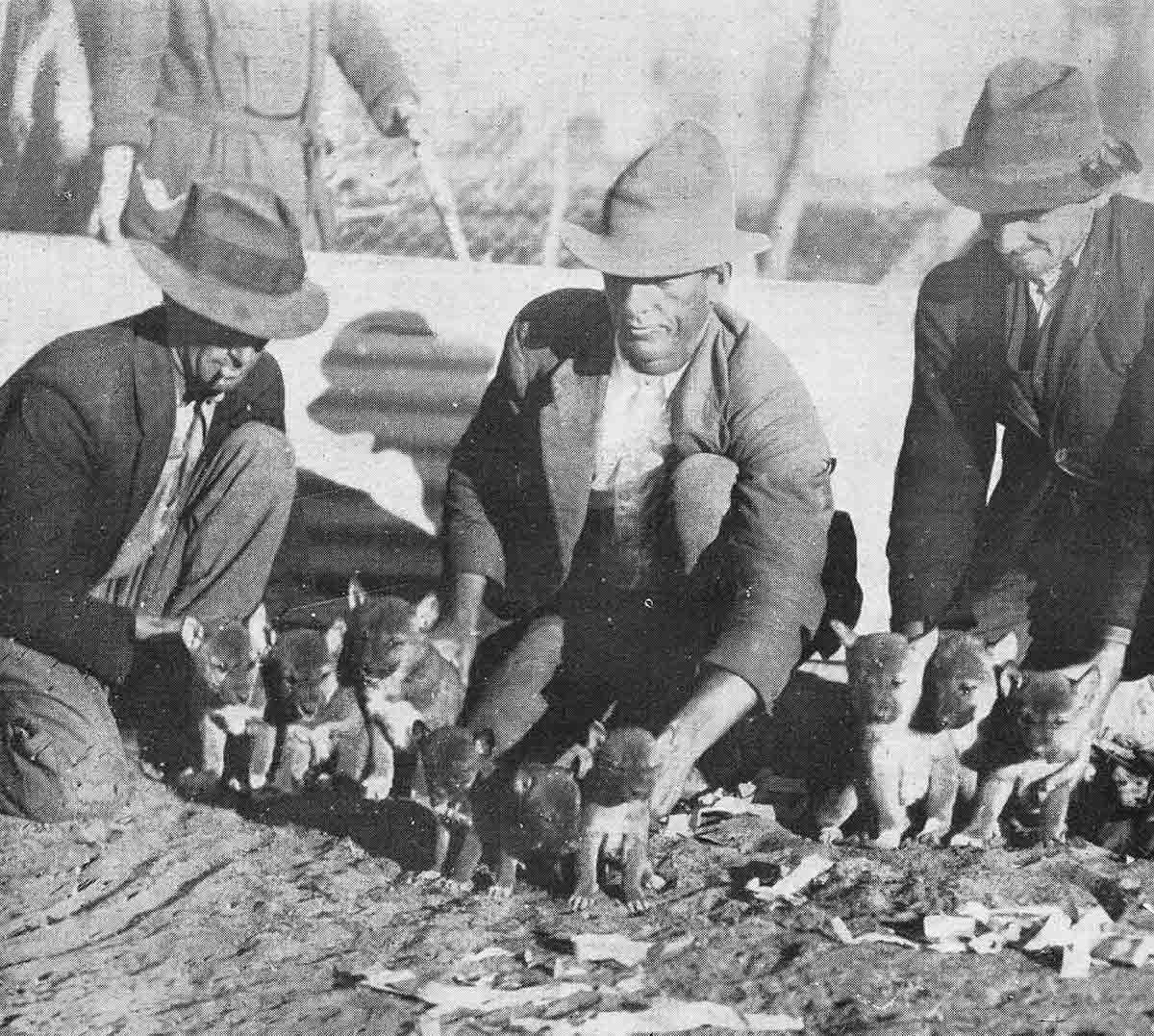 Black and white photograph of three men with coats and hats on kneeling down with two litters of dingoes in front of them.