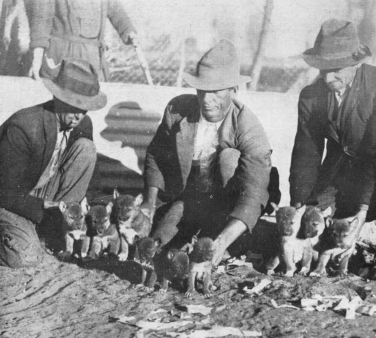 Black and white photograph of three men with coats and hats on kneeling down with two littlers of dingoes in front of them