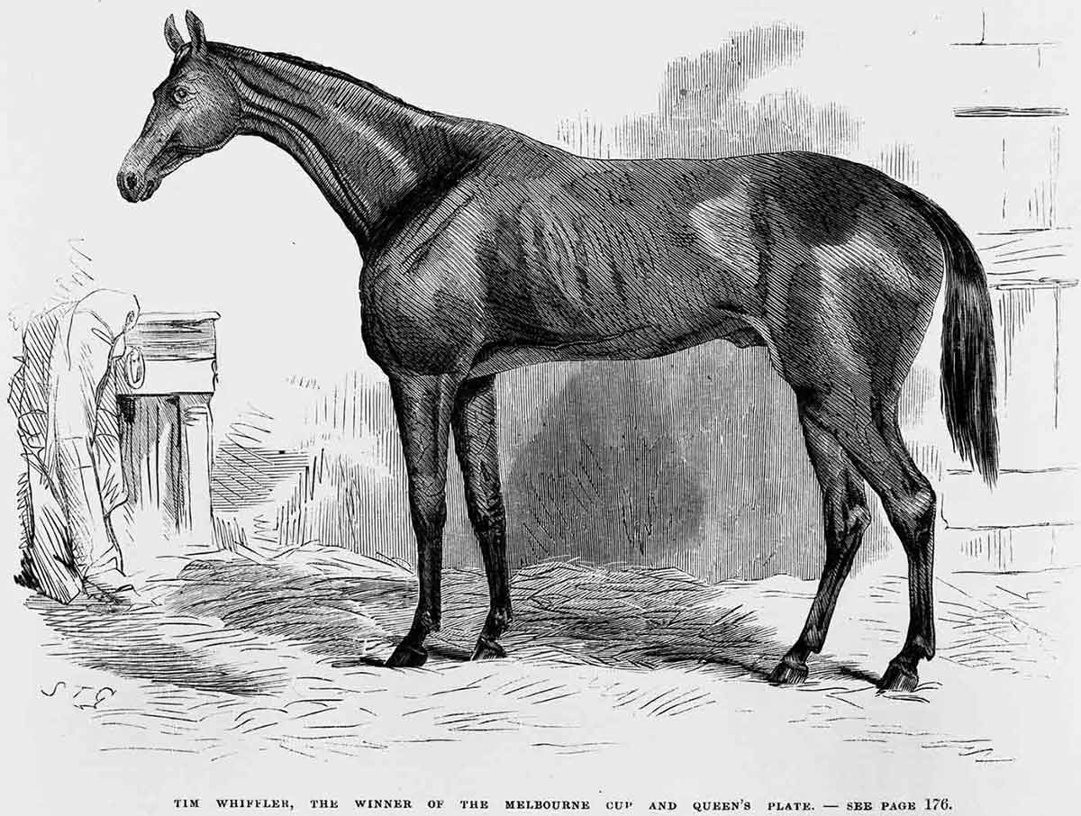 Pencil drawing of a race horse, side view, facing to the left of the frame.