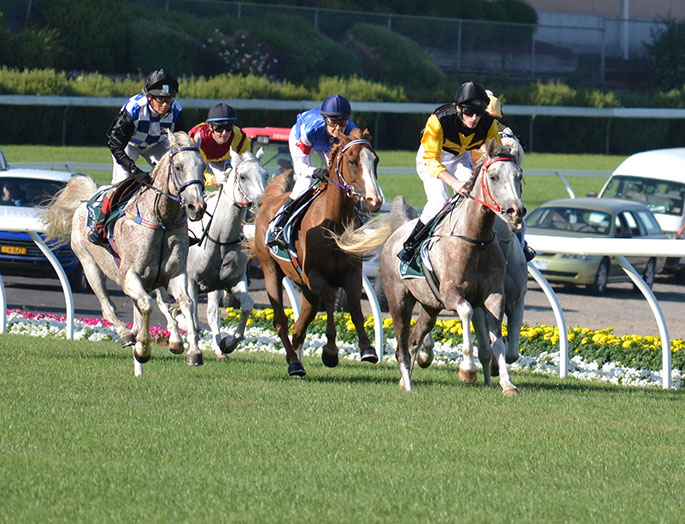 Arabians racing in the Sheikh Zayed bin Sultan Al Nahyan Cup at Moonee Valley Racecourse. - click to view larger image
