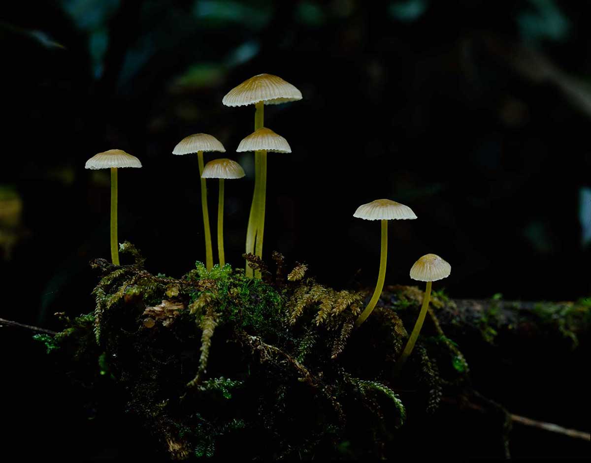 Colour photograph showing a close-up view of seven small fungi, growing from a mossy base.  - click to view larger image