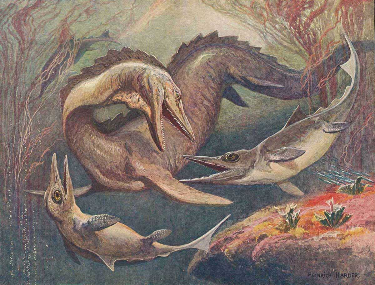 Colour illustration of three marine reptiles. Two smaller animals are dophin-like in appearance, with oversized eyes. The third animal is much larger and has a longer body and tail. - click to view larger image