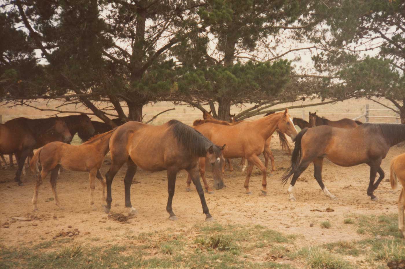 Thoroughbred and stockhorse mares and foals at Strathallan, 1990s. - click to view larger image